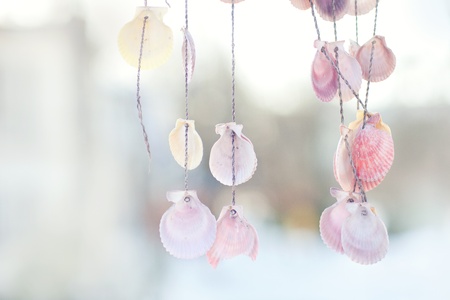 Seashells on the ropesの写真素材