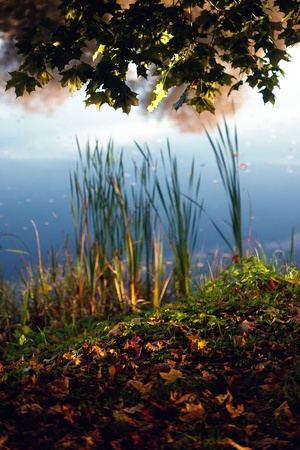 Maple on the lake in autumnの写真素材