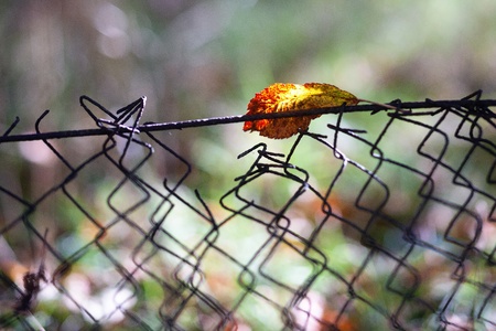 Autumn leaf of a tree in a wire fenceの写真素材