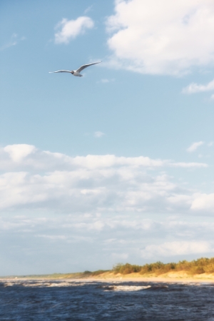 Seagull flying over the coast of the Baltic Seaの写真素材