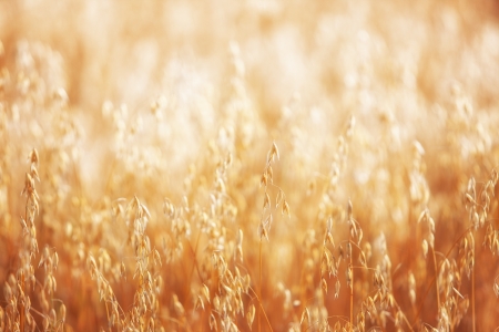 Cereal crops at sunriseの写真素材