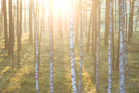 Forest on the background of the sun's rays in the spring. Latvia. Baltic stateの写真素材