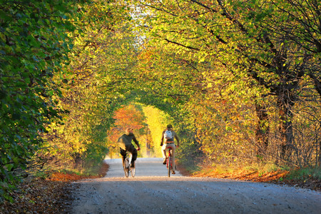 Couple of young people on bicycles on the road in the arch of trees in autumn parkの写真素材