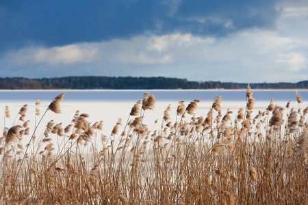 Latvia. Yellow reeds at frozen river in the winter with a forest on the shore on a sunny dayの写真素材