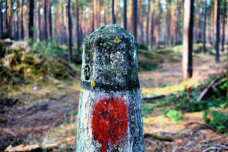 Concrete gray pole with red spot of paint on the background of pine autumn forestの写真素材