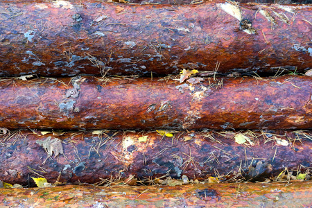 Felled trunks of pine needles, and lie with autumn leavesの写真素材