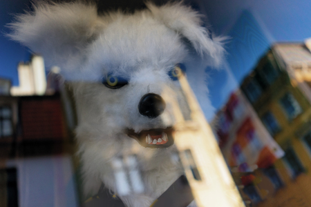 Toy white dog in the window on the background of the reflection of buildings and blue sky in the cityの写真素材