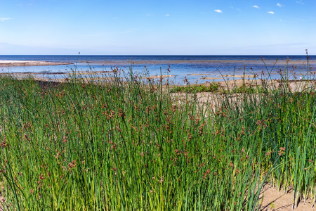 Green tall grass on a yellow sandy beach of the Baltic Sea to the horizon and the cloudsの写真素材