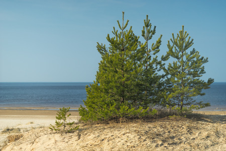 Young green fir on a yellow sandy beach of the Baltic Sea in the spring on a sunny day. Latviaの写真素材