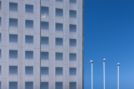 Three seagulls sitting on the white flagpoles against high house with painted windows
