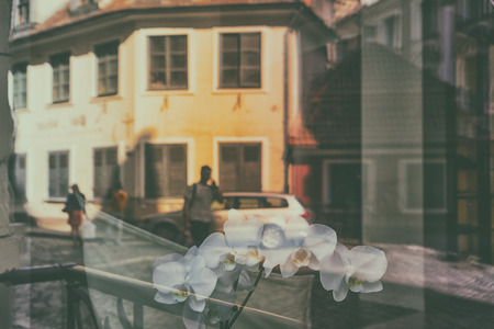 Showcase with white flowers and the reflection of the street with tourists and facades of old houses...