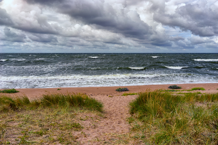 Flowers and plants on the sandy beach of the Baltic Sea during a storm on the coast of Estonia on the island of Hiiumaの写真素材