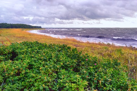 Flowers and plants on the sandy beach of the Baltic Sea during a storm on the coast of Estonia on the island of Hiiumaの写真素材