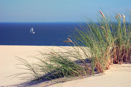 A sailboat sails on the sea between a clear blue sky and yellow sand dunes with green grassの写真素材