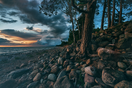 Sunset on a summer evening in the Baltic Sea with a pine on the beach with large stonesの写真素材