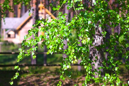 Country house in the spring forest through the green leaves of the birch in the springの写真素材