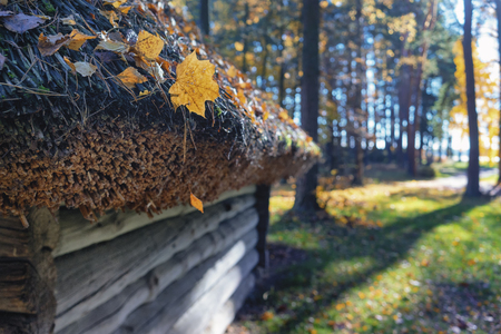 Thatched roof with yellow leaves on a wooden house in an autumn forest on a sunny dayの写真素材