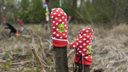 Forgotten in the forest red mittens with a lilac laughing frog are dressed in treesの写真素材