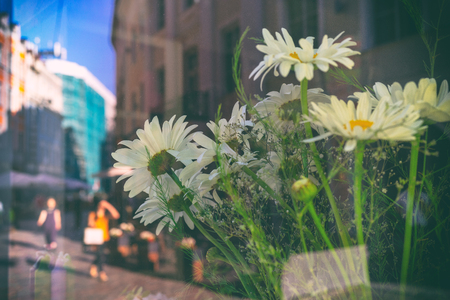 Old Riga street on a sunny day in the reflection of a showcase with a bouquet of chamomilesの写真素材