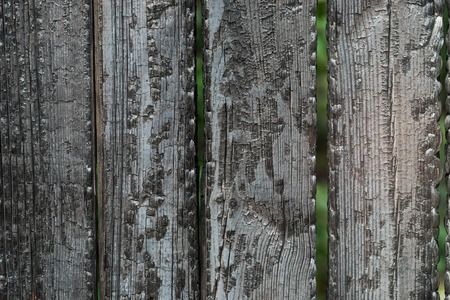 Burnt black wooden fence boards in a green garden
