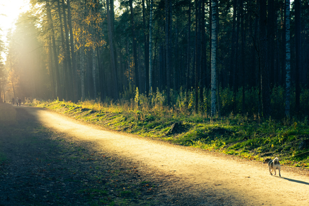 Dog with a leash on a track in the autumn forest forest on a sunny dayの写真素材