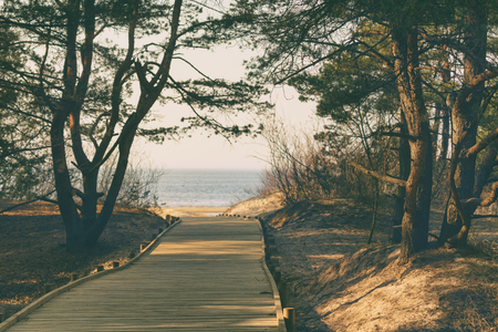 Wooden walkway to the sandy beach of the Baltic Sea through the dunes with coniferous forestの写真素材