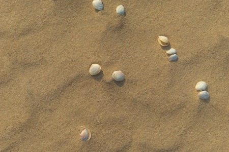 Small seashells in the clean yellow sand of the Baltic Sea beachの写真素材