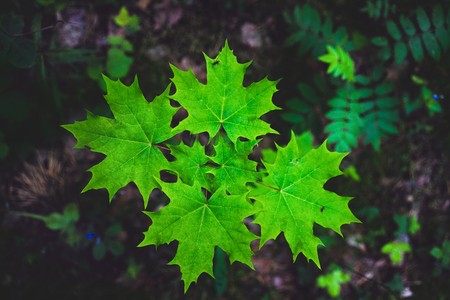Green maple leaves reaching for the light in the dark forest in spring