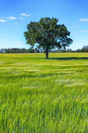 Oak tree stands in a green field of young growing crops against a blue sky in summerの写真素材