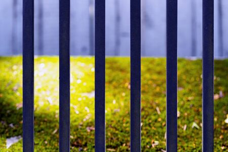 Green grass lit by the sun behind a metal vertical fence.の写真素材