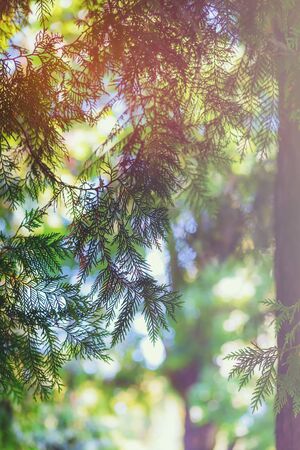 Bright forest through the branches of trees and thuja on a sunny summer day with highlights