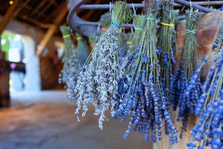 Bouquets of blooming purple lavender are hung for drying after gathering in the big houseの写真素材
