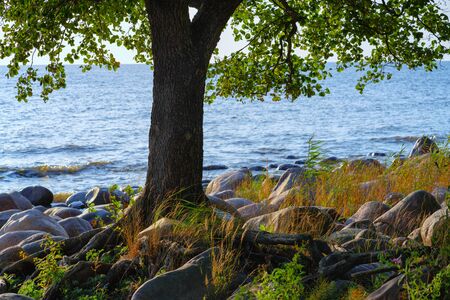 Deciduous tree with roots grows on the Baltic sea beach with large stones.の写真素材