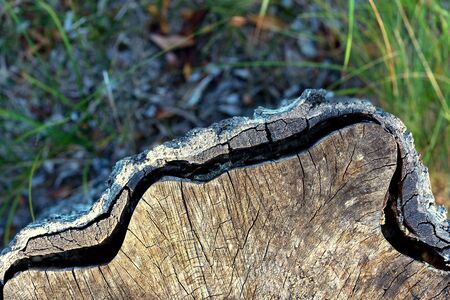 The slice with the bark of the trunk of an old tree lies in the grass during the dayの写真素材