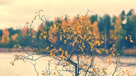 Autumn forest with colored leaves on the lake in Octoberの写真素材