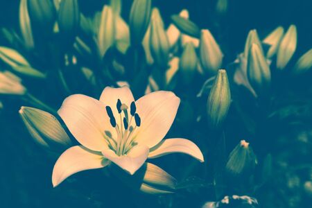 Background of a bouquet of flowers from stylized tinted lily
