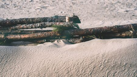 Fortifications of sand dunes with barriers of pine branches. Garciems, Latviaの写真素材