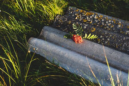 Red rowan berries on a relief slate roof on a sunny summer day