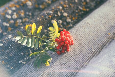 Red rowan berries on a relief slate roof on a sunny summer day
