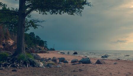 Evening on the Baltic Sea with an old lighthouse on the sandy shore. Trees with roots at the very edge of the water. Latviaの写真素材