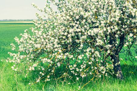Lonely blossoming white flowers apple tree in a green field in springの写真素材
