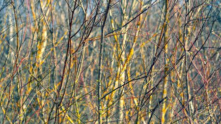 Background from a dense bush of a willow with buds on the edge of the forest in spring. Latvia