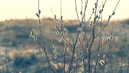 Willow tree with buds on branches in the dunes of the Baltic Sea in early spring on a sunny day. Latviaの写真素材