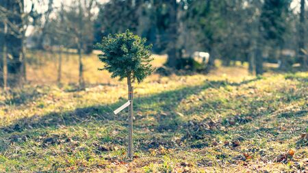 A small seedling of a tree is planted in the spring on a sunny day. A paper with the name is...