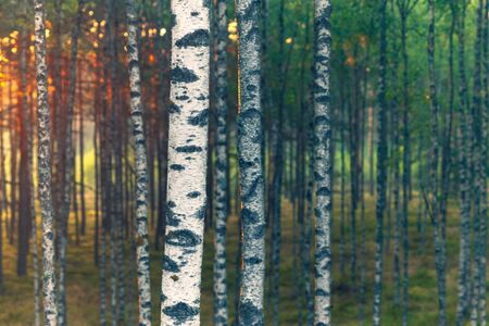 Multi-colored paints of a birch forest at sunset in summer. Latviaの写真素材