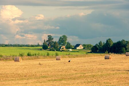 Rural landscape with a stork on a field near a farm with mowed hay in rolls. Latviaの写真素材