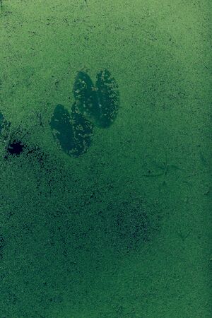 Small duckweed plants completely covered the surface of a lily pondの写真素材