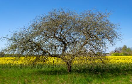 An apple tree in early spring on the edge of a field with rape. Asphalt highway near the field on a sunny day. Latviaの写真素材