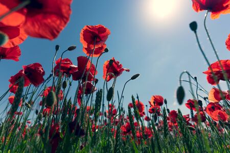 Red poppies on a background of blue sky with the sun. Bright wildflowers and cereal sprouts on a summer day. Latviaの写真素材