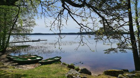 Walk by the lake among the trees on a sunny spring day. The branches of a large tree gracefully bend over the water with reeds. Latviaの写真素材